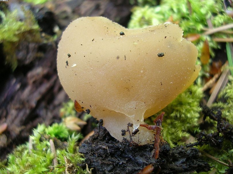 St. Chrischona ( CH )   30. Aprile 2005